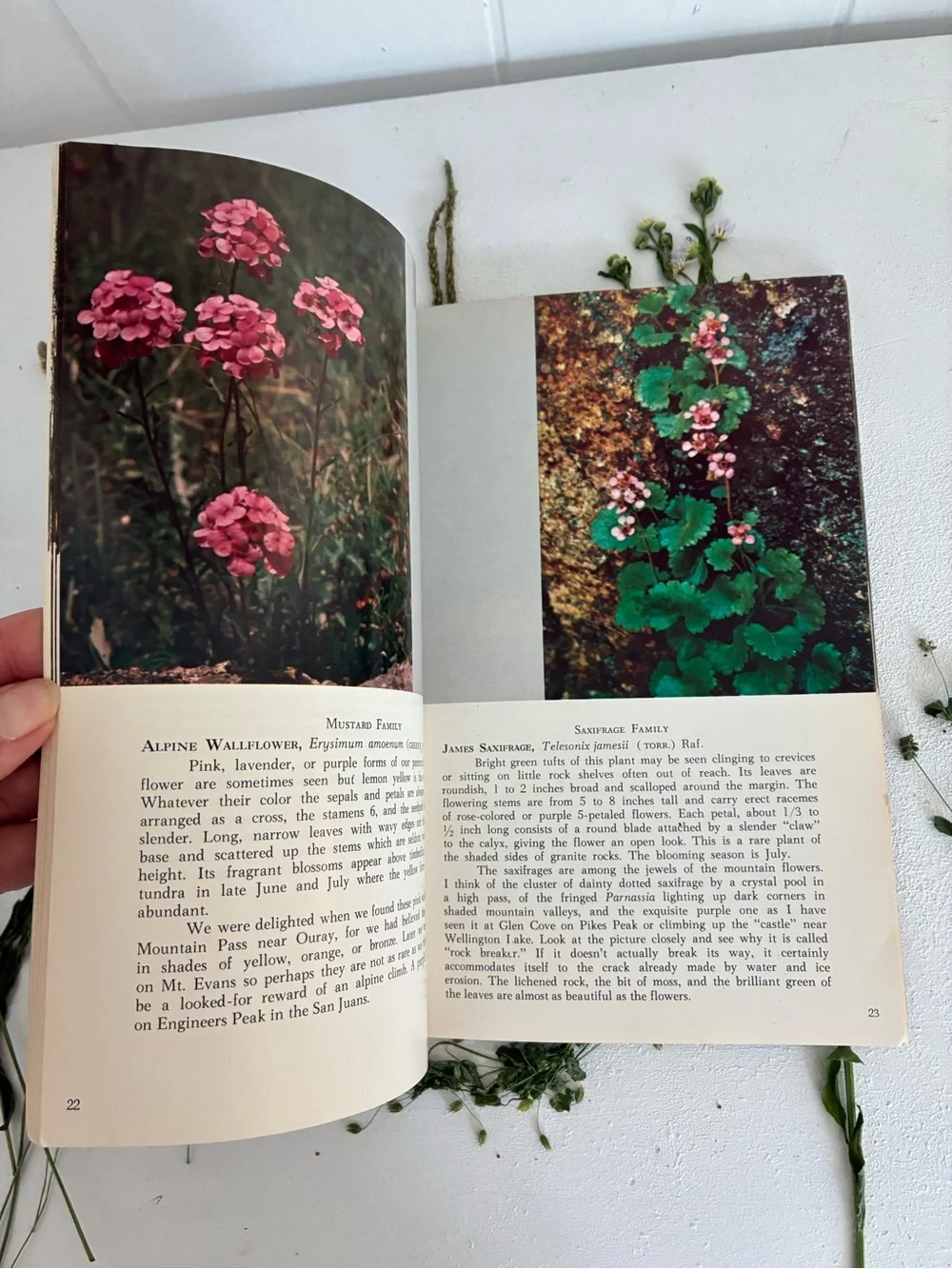 Mountain Wild Flowers of Colorado and Adjacent Areas, Denver Museum Nat. History